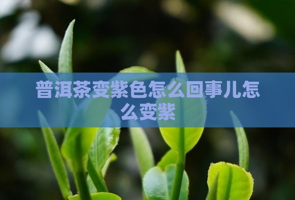 普洱茶变紫色怎么回事儿 普洱茶变紫色怎么回事儿