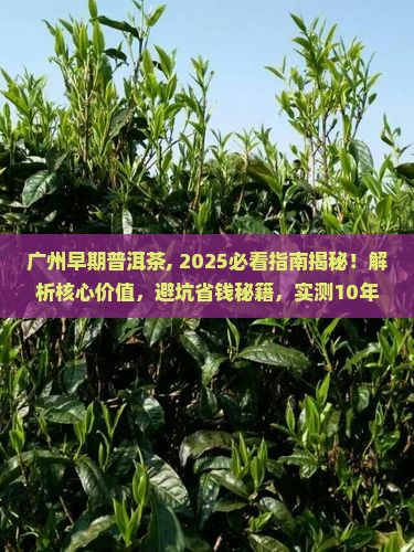 广州早期普洱茶