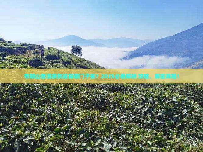 布朗山普洱茶属于哪种茶