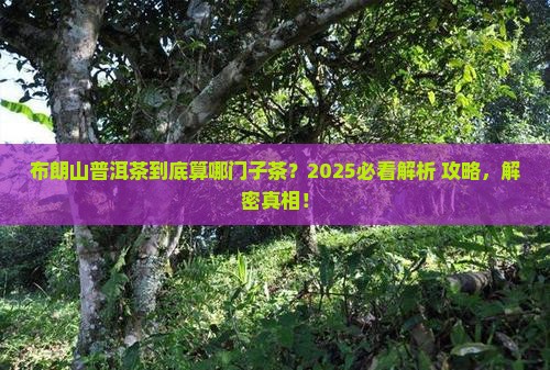 布朗山普洱茶属于哪种茶