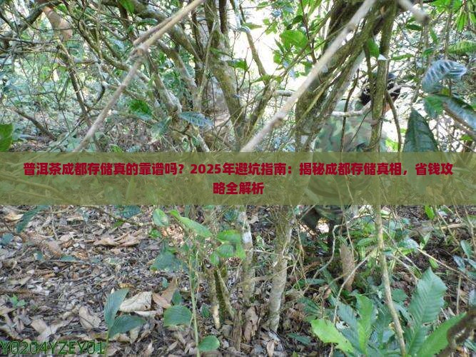 普洱茶成都存储