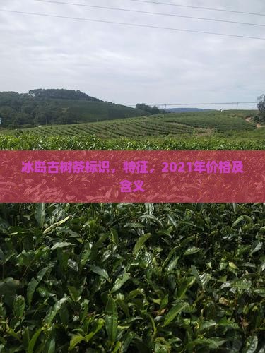 冰岛古树茶标识