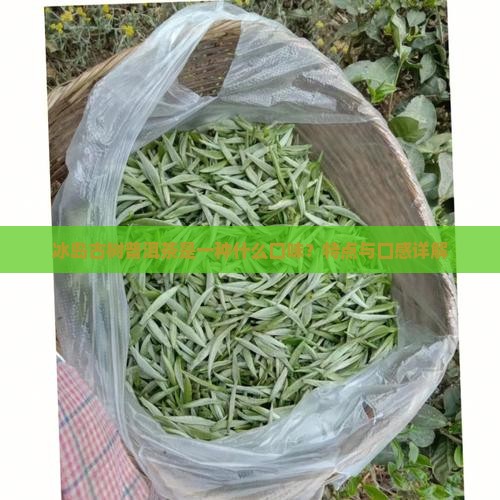 冰岛古树茶什么口味