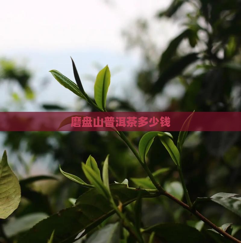 磨盘山普洱茶多少钱