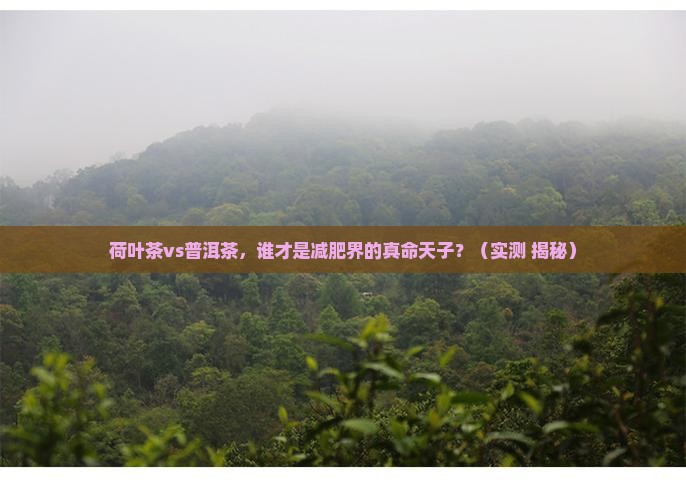 荷叶茶和普洱茶谁减肥好
