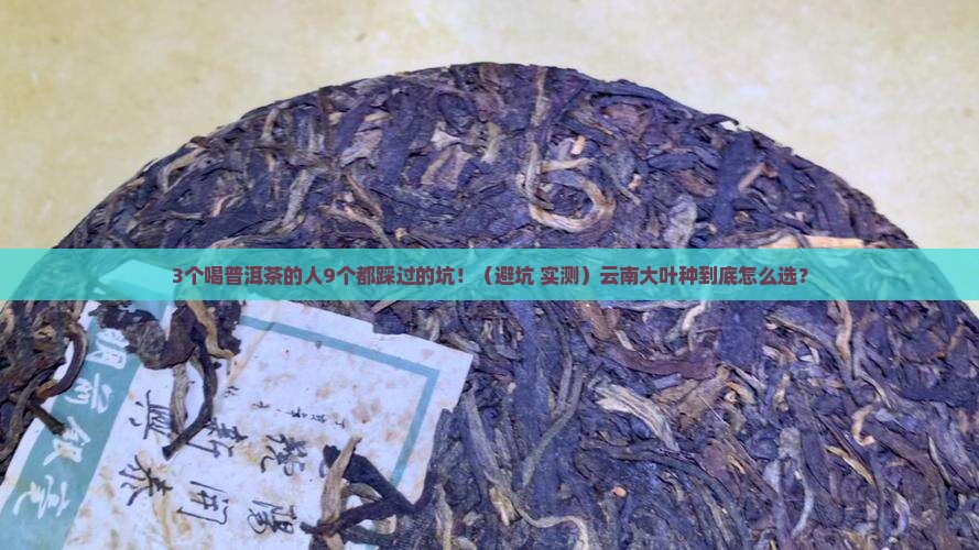 云南普洱茶大叶种
