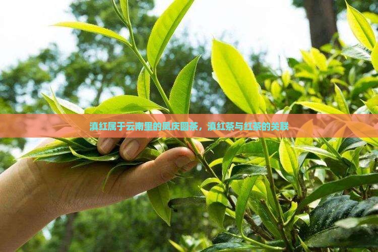 滇红属于哪里的茶凤庆圆茶