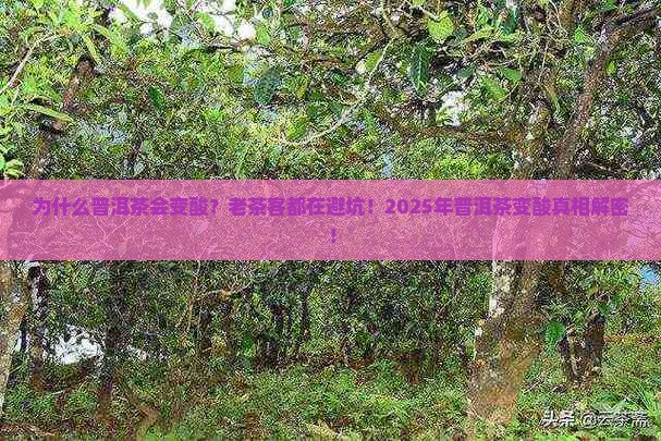 普洱茶为什么会变酸