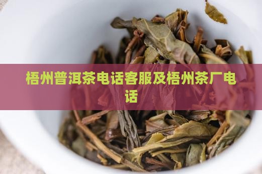 梧州普洱茶电话