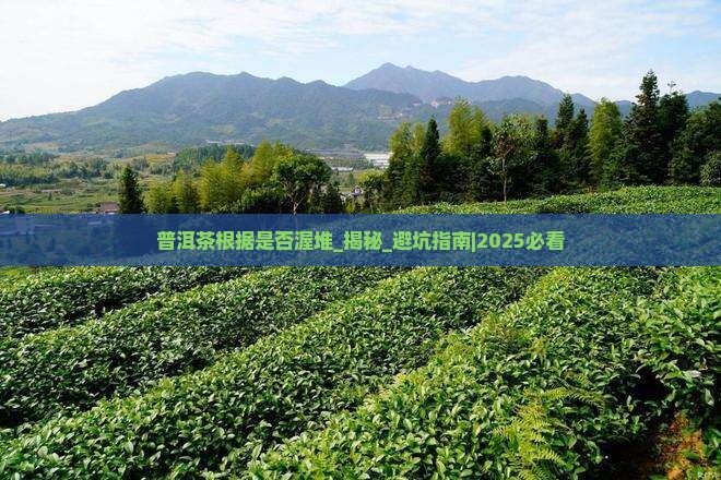 普洱茶根据是否渥堆