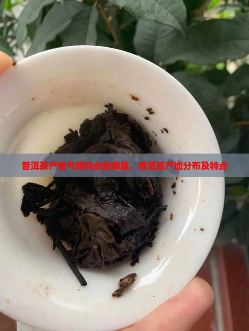 普洱茶产地气候特点是哪里
