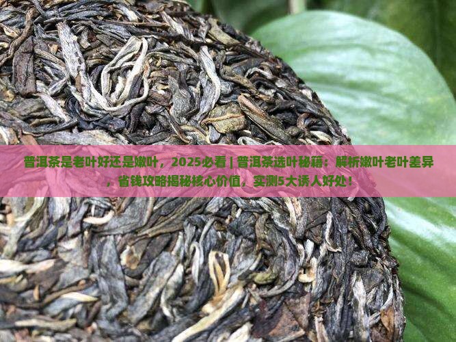 普洱茶是老叶好还是嫩叶