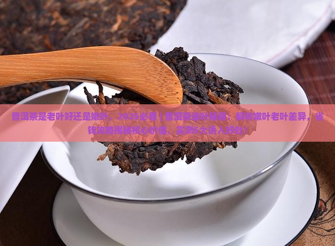 普洱茶是老叶好还是嫩叶
