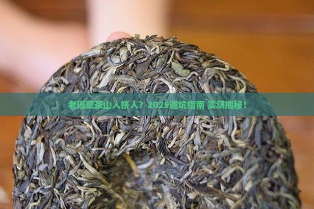 老班章茶山人多吗