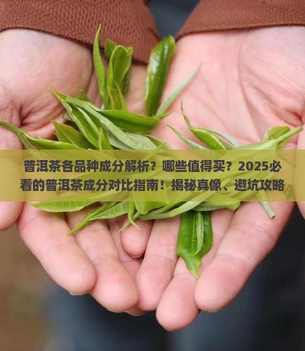 普洱茶各品种成分比较及特点