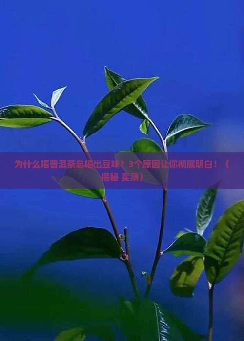 普洱茶为什么喝起来豆味