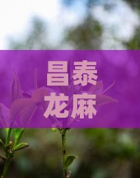 昌泰龙麻黑寨普洱