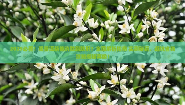 喝普洱茶消除脂肪肝