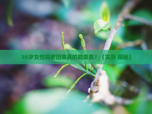 女性喝老班章好处 女性喝老班章好处