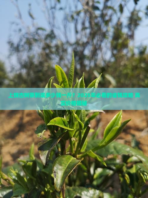 上饶古树茶多少钱一斤