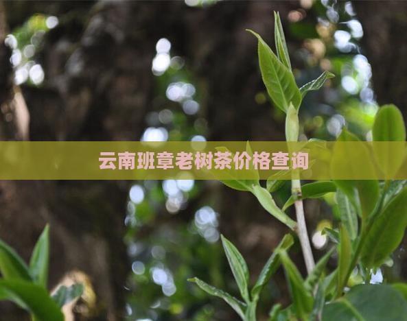 我要查一下云南班章老树茶
