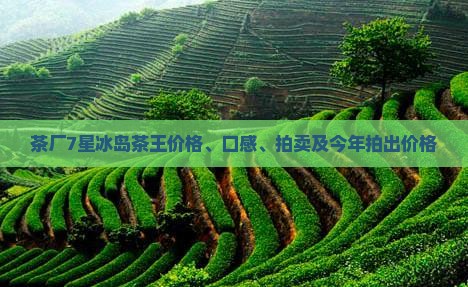 茶厂7星冰岛茶王