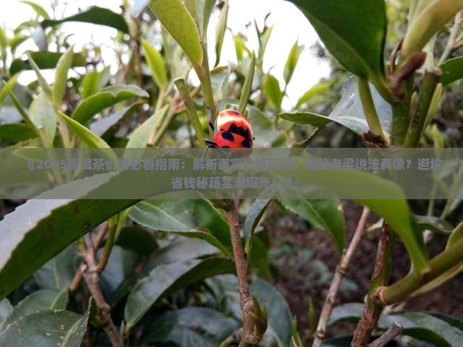老梁讲普洱茶多少钱