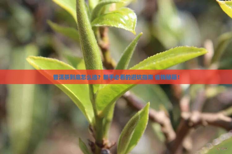普洱茶知识专业