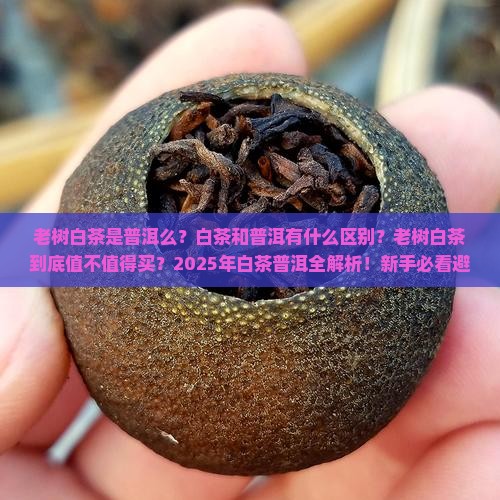老树白茶是普洱么