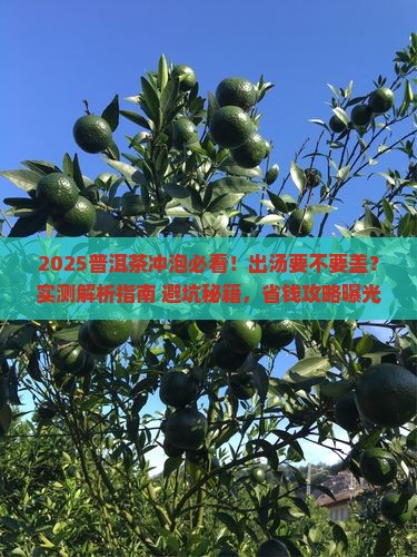 普洱茶出汤要不要盖