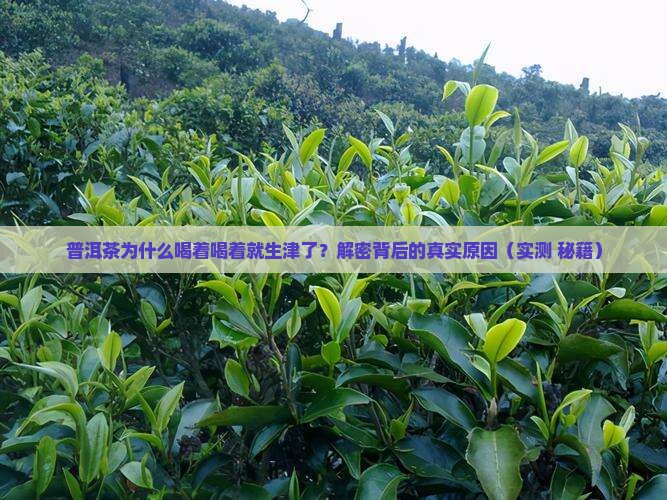 普洱茶生津特征