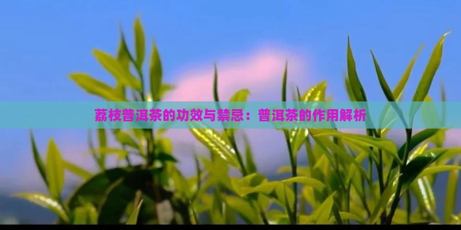 荔枝青柑普洱茶的功效与禁忌