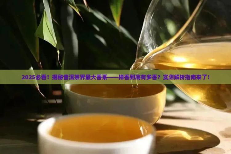 樟香属于普洱茶中最大香系