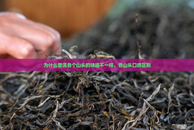 为什么普洱各个山头的味道不一样