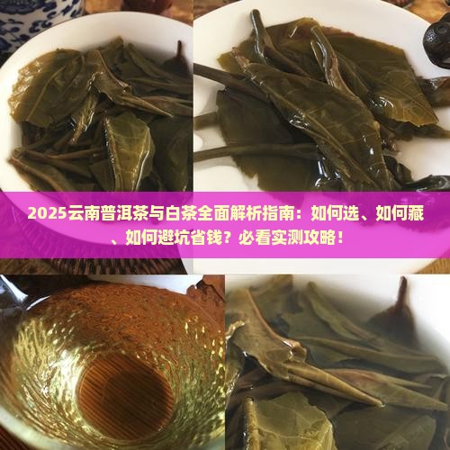 云南普洱茶云南白茶