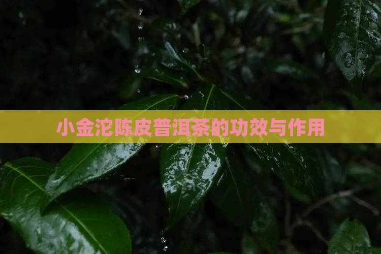 小金沱陈皮普洱茶