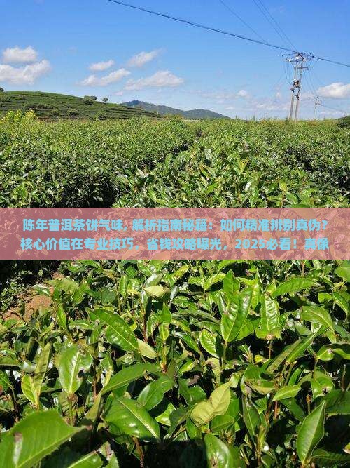 陈年普洱茶饼气味