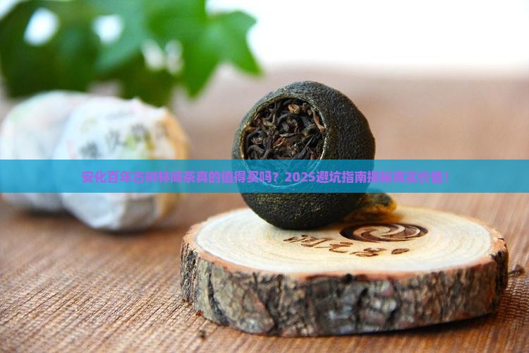 安化百年古树林间茶