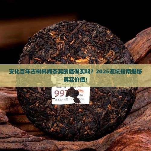 安化百年古树林间茶