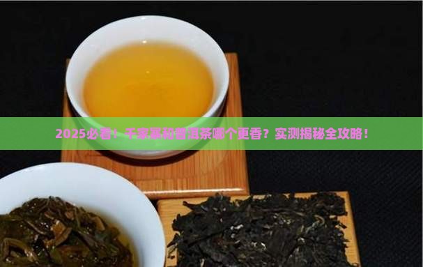 千家寨与普洱茶哪个好一点