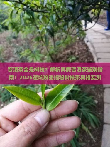 普洱茶全是树枝