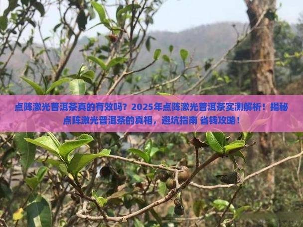 点阵激光普洱茶