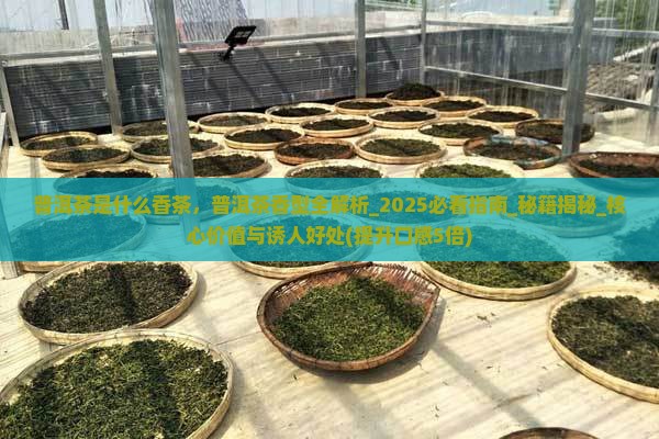 普洱茶是什么香茶