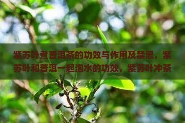 紫苏叶煮普洱茶的功效与作用