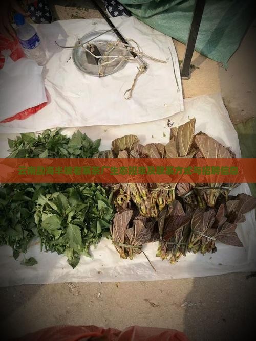 云南勐海半坡老寨茶厂
