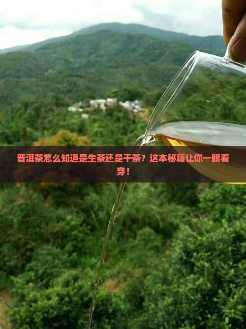 普洱茶怎么知道是生茶还是干茶