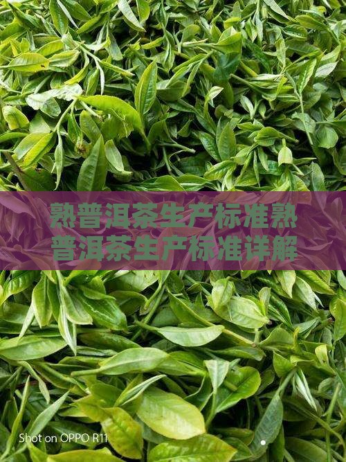 熟普洱茶生产标准