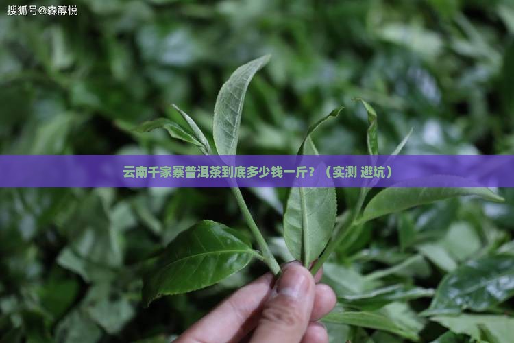 云南千家寨普洱茶多钱一斤