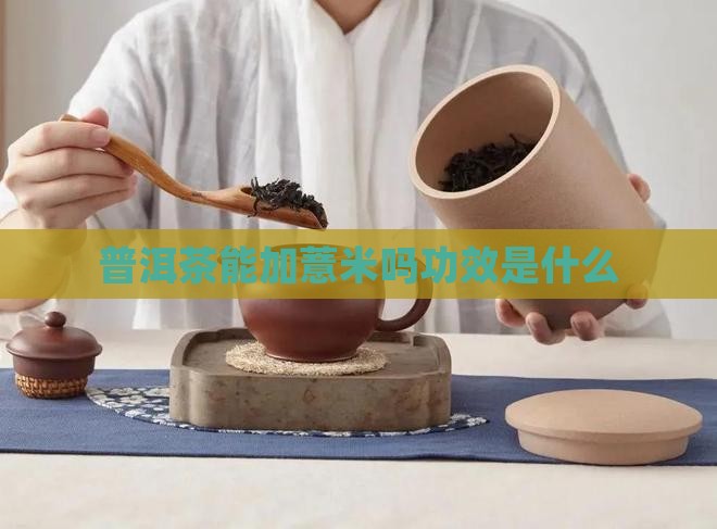 普洱茶能加薏米吗功效是什么