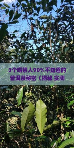 鑫卓群普洱茶奥运生茶